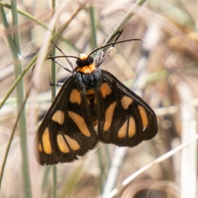 Amata (genus) (Handmaiden Moth) at Lower Molonglo - 26 Nov 2019 by SWishart