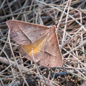 Epidesmia chilonaria at Coree, ACT - 27 Nov 2019 01:05 PM