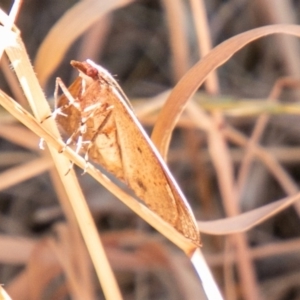 Epidesmia chilonaria at Coree, ACT - 27 Nov 2019 01:05 PM