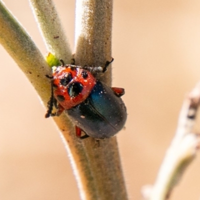 Calomela moorei (Acacia Leaf Beetle) at Lower Molonglo - 26 Nov 2019 by SWishart