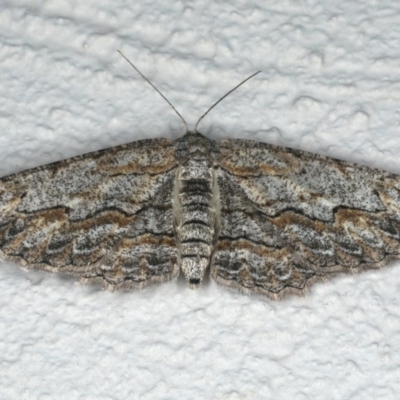 Ectropis (genus) (An engrailed moth) at Ainslie, ACT - 28 Nov 2019 by jbromilow50