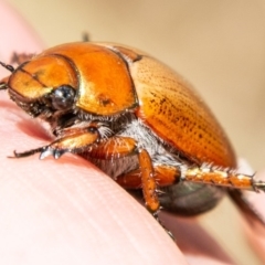 Anoplognathus brunnipennis (Green-tailed Christmas beetle) at Molonglo River Reserve - 27 Nov 2019 by SWishart