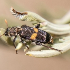 Eleale pulchra (Clerid beetle) at Coree, ACT - 27 Nov 2019 by SWishart