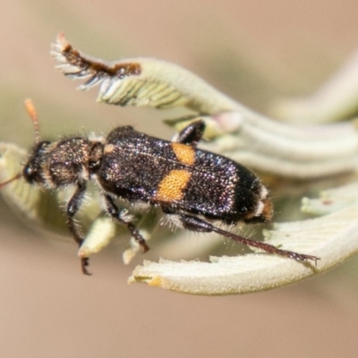 Eleale pulchra (Clerid beetle) at Coree, ACT - 27 Nov 2019 by SWishart