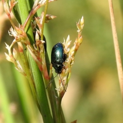 Arsipoda sp. (genus) (A flea beetle) at Acton, ACT - 28 Nov 2019 by RodDeb