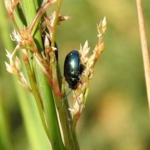 Arsipoda sp. (genus) at Acton, ACT - 29 Nov 2019 09:44 AM