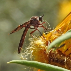 Neosaropogon sp. (genus) at Acton, ACT - 29 Nov 2019