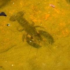 Cherax destructor (Common Yabby) at Acton, ACT - 29 Nov 2019 by RodDeb