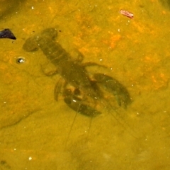 Cherax destructor (Common Yabby) at ANBG - 28 Nov 2019 by RodDeb