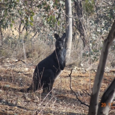 Osphranter robustus robustus (Eastern Wallaroo) at Deakin, ACT - 29 Nov 2019 by TomT