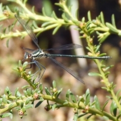 Austroargiolestes icteromelas (Common Flatwing) at Acton, ACT - 28 Nov 2019 by RodDeb