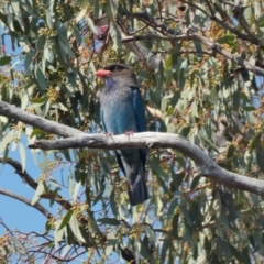 Eurystomus orientalis (Dollarbird) at Hughes, ACT - 28 Nov 2019 by TomT