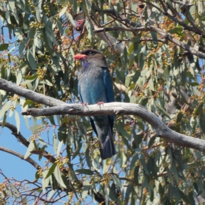 Eurystomus orientalis (Dollarbird) at Hughes, ACT - 29 Nov 2019 by TomT