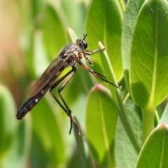 Neosaropogon sp. (genus) (A robber fly) at Acton, ACT - 29 Nov 2019 by RodDeb