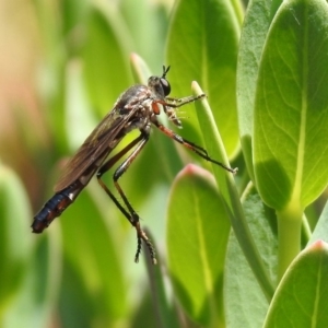 Neosaropogon sp. (genus) at Acton, ACT - 29 Nov 2019