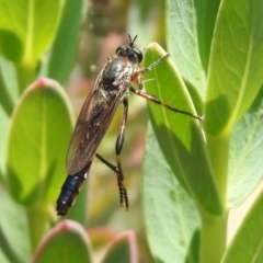 Neosaropogon sp. (genus) at Acton, ACT - 29 Nov 2019