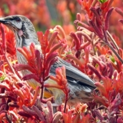 Anthochaera carunculata (Red Wattlebird) at ANBG - 29 Nov 2019 by RodDeb