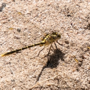 Austrogomphus guerini at Stromlo, ACT - 27 Nov 2019