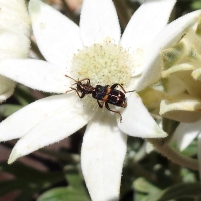 Eleale pulchra (Clerid beetle) at Acton, ACT - 29 Nov 2019 by RodDeb