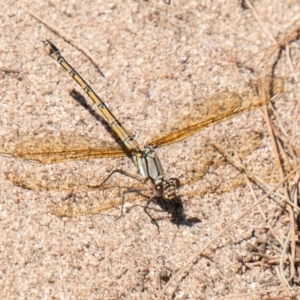 Diphlebia nymphoides at Stromlo, ACT - 27 Nov 2019 10:24 AM