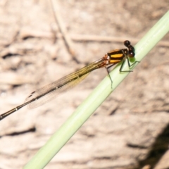 Nososticta solida (Orange Threadtail) at Molonglo River Reserve - 27 Nov 2019 by SWishart