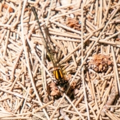 Nososticta solida at Molonglo River Reserve - 27 Nov 2019 11:30 AM