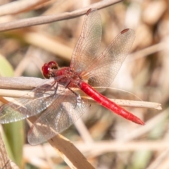 Diplacodes haematodes (Scarlet Percher) at Lower Molonglo - 27 Nov 2019 by SWishart