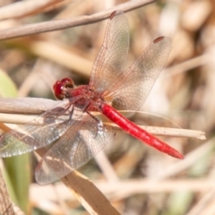 Diplacodes haematodes (Scarlet Percher) at Stromlo, ACT - 27 Nov 2019 by SWishart