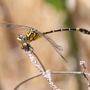 Austrogomphus cornutus at Coree, ACT - 27 Nov 2019 01:15 PM