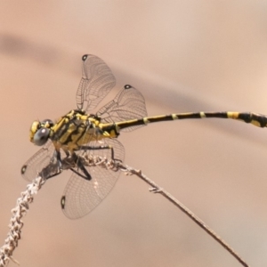 Austrogomphus cornutus at Coree, ACT - 27 Nov 2019 01:15 PM