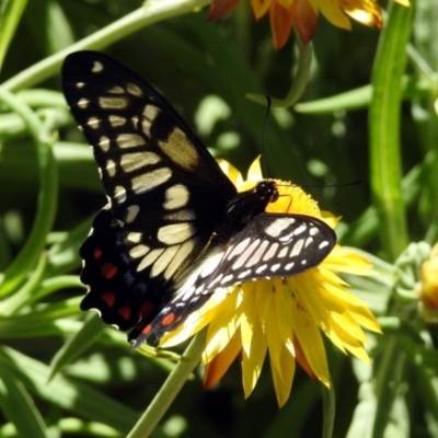 Papilio anactus (Dainty Swallowtail) at Acton, ACT - 29 Nov 2019 by RodDeb