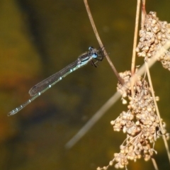 Austrolestes psyche (Cup Ringtail) at Acton, ACT - 28 Nov 2019 by RodDeb