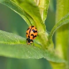 Coccinella transversalis (Transverse Ladybird) at ANBG - 29 Nov 2019 by AlisonMilton