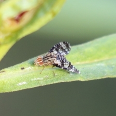 Austrotephritis fuscata (A fruit fly) at ANBG - 29 Nov 2019 by AlisonMilton