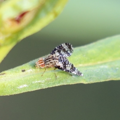 Austrotephritis fuscata (A fruit fly) at Acton, ACT - 29 Nov 2019 by AlisonMilton