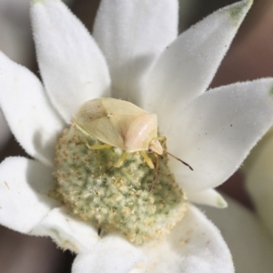 Pentatomidae (family) at Acton, ACT - 29 Nov 2019