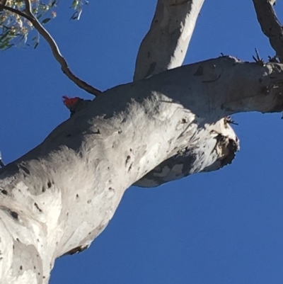 Callocephalon fimbriatum (Gang-gang Cockatoo) at Deakin, ACT - 30 Nov 2019 by KL