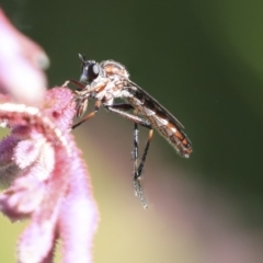Neosaropogon sp. (genus) (A robber fly) at Acton, ACT - 29 Nov 2019 by AlisonMilton