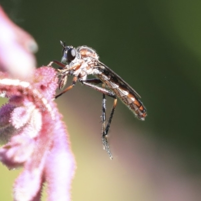 Neosaropogon sp. (genus) (A robber fly) at Acton, ACT - 29 Nov 2019 by AlisonMilton