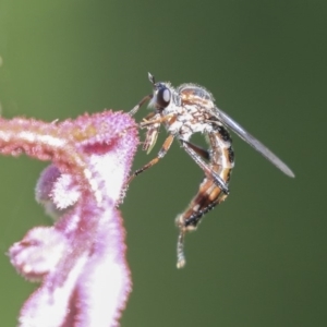 Neosaropogon sp. (genus) at Acton, ACT - 29 Nov 2019 03:45 PM