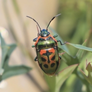 Scutiphora pedicellata at Acton, ACT - 29 Nov 2019