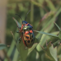 Scutiphora pedicellata at Acton, ACT - 29 Nov 2019