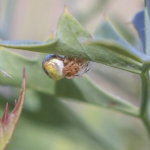 Araneidae (family) at Acton, ACT - 29 Nov 2019 03:50 PM