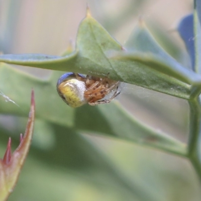 Araneidae (family) (Orb weaver) at ANBG - 29 Nov 2019 by AlisonMilton