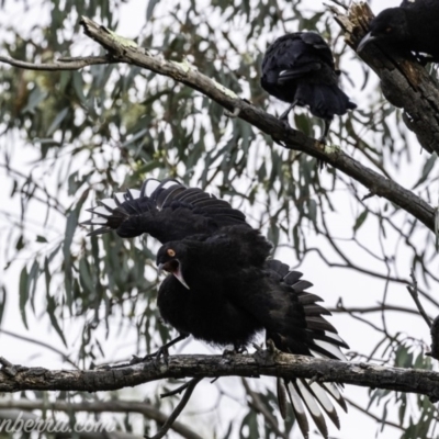 Corcorax melanorhamphos (White-winged Chough) at Deakin, ACT - 24 Nov 2019 by JonSteinbeck