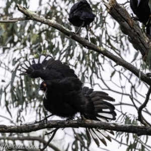 Corcorax melanorhamphos at Deakin, ACT - 24 Nov 2019