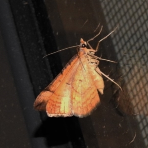 Anachloris subochraria at Wanniassa, ACT - 29 Nov 2019 10:30 PM