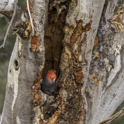 Callocephalon fimbriatum (Gang-gang Cockatoo) at Deakin, ACT - 23 Nov 2019 by BIrdsinCanberra