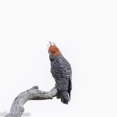 Callocephalon fimbriatum (Gang-gang Cockatoo) at Deakin, ACT - 23 Nov 2019 by BIrdsinCanberra