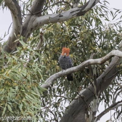 Callocephalon fimbriatum (Gang-gang Cockatoo) at Deakin, ACT - 23 Nov 2019 by BIrdsinCanberra